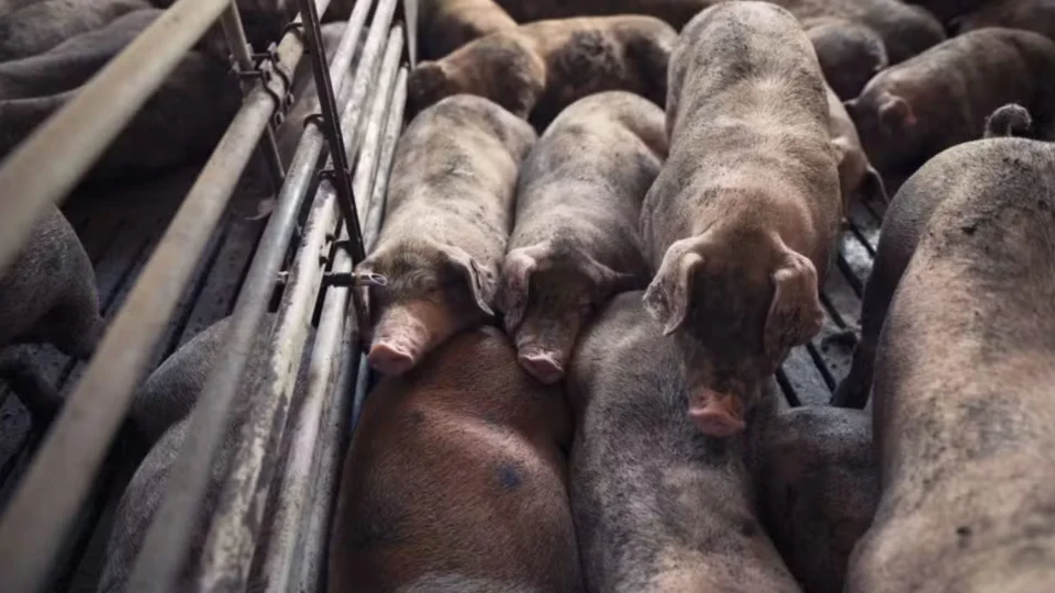 Fazendeiro é acusado de matar duas mulheres e alimentar porcos com os corpos na África do Sul