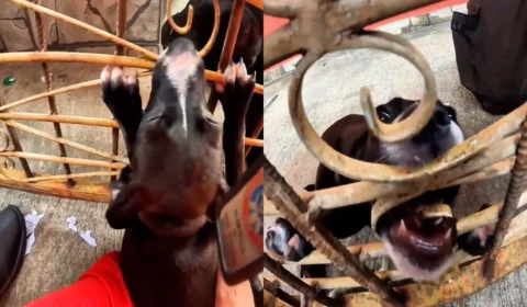Veja o vídeo: Filhote de cachorro fica com a boca presa em portão de ferro e é resgatado pelo Corpo de Bombeiros em Manaus