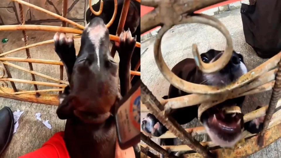 Veja o vídeo: Filhote de cachorro fica com a boca presa em portão de ferro e é resgatado pelo Corpo de Bombeiros em Manaus