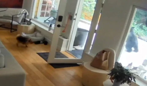 VEJA: Cachorrinho expulsa urso de casa em Vancouver em vídeo viral no TikTok