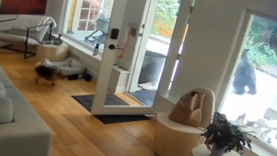 VEJA: Cachorrinho expulsa urso de casa em Vancouver em vídeo viral no TikTok