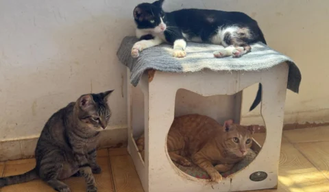 ONG de proteção animal em Manaus enfrenta despejo e pede doações urgentes