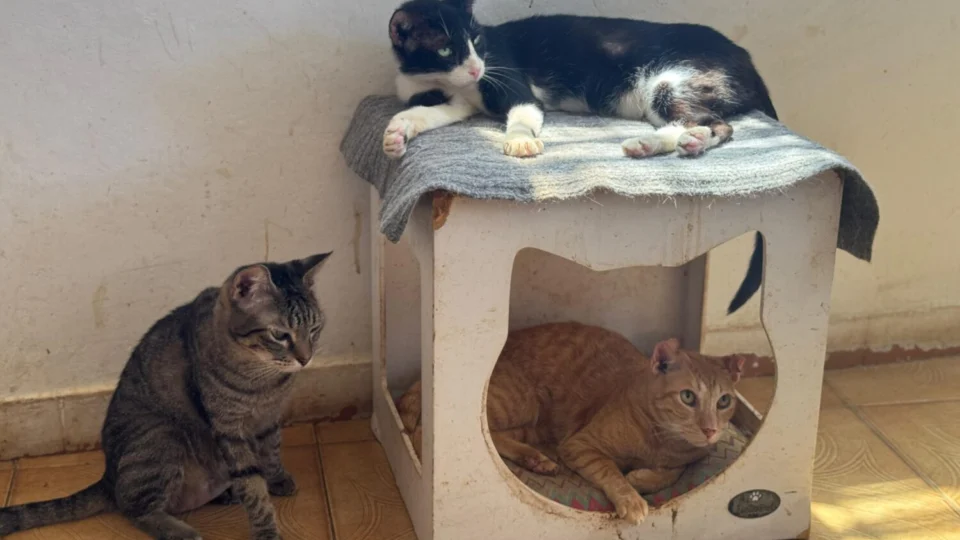 ONG de proteção animal em Manaus enfrenta despejo e pede doações urgentes