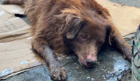 Moradores pedem ajuda para salvar cachorro abandonado e atropelado no bairro do Coroado