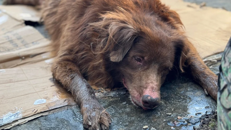Moradores pedem ajuda para salvar cachorro abandonado e atropelado no bairro do Coroado