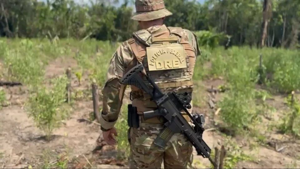 Polícia Federal erradica 8 mil pés de maconha na Operação Alvorada Verde no Amazonas