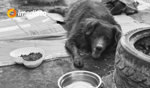 Comunidade lamenta a perda do cachorro Jhony que foi atropelado e abandonado no bairro Coroado