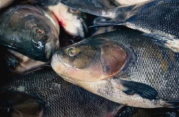 Feira do Tambaqui oferta 9 toneladas de pescado neste sábado e domingo em Manaus