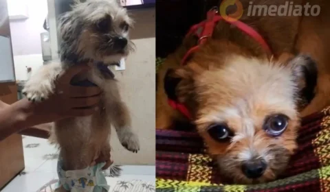 Tutor faz apelo para encontrar cadela desaparecida no loteamento Castanheira