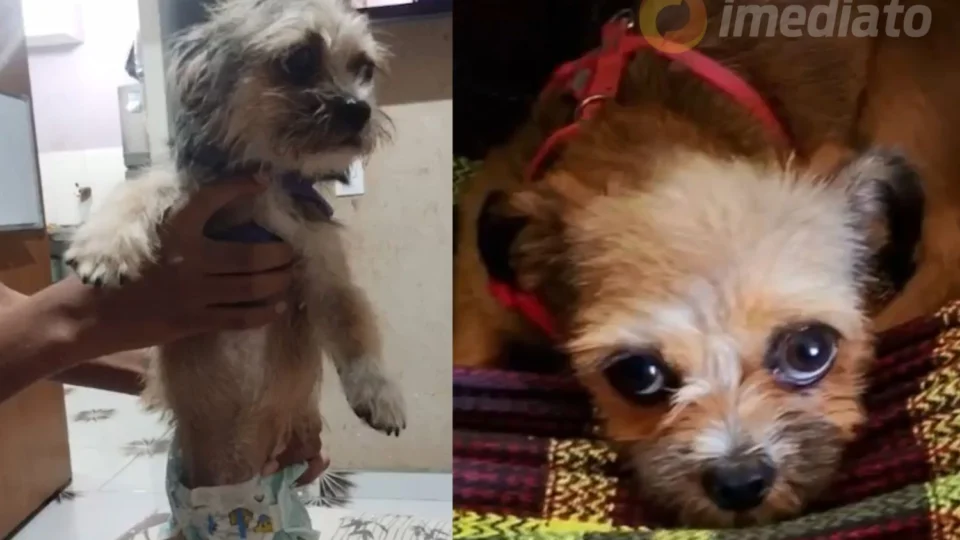 Tutor faz apelo para encontrar cadela desaparecida no loteamento Castanheira