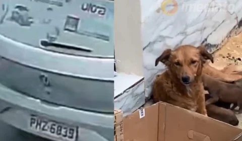 ABANDONO: Seis filhotes e a mãe são abandonados na chuva no Conjunto Nova Cidade