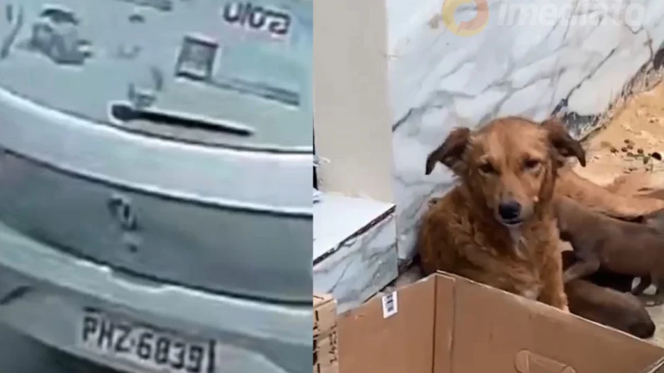 ABANDONO: Seis filhotes e a mãe são abandonados na chuva no Conjunto Nova Cidade