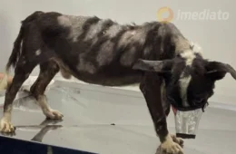 Cachorro vítima de maus-tratos é resgatado em Manaus e precisa de transfusão e exames urgentes