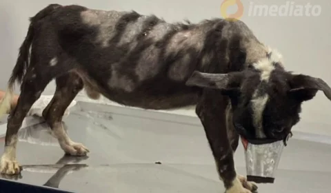 Cachorro vítima de maus-tratos é resgatado em Manaus e precisa de transfusão e exames urgentes