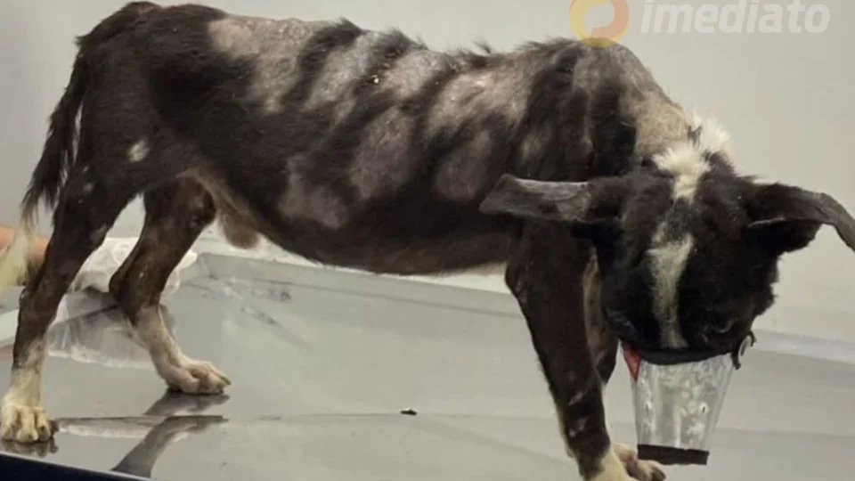 Cachorro vítima de maus-tratos é resgatado em Manaus e precisa de transfusão e exames urgentes