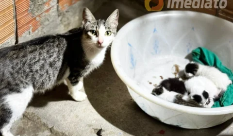 Moradora pede ajuda para doar quatro gatinhos encontrados em casa no bairro Tancredo Neves