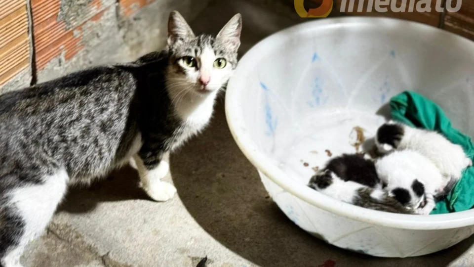 Moradora pede ajuda para doar quatro gatinhos encontrados em casa no bairro Tancredo Neves