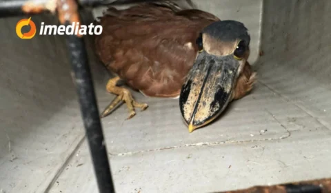 Família pede ajuda para resgatar ave em extinção que entrou em residência no bairro Betânia