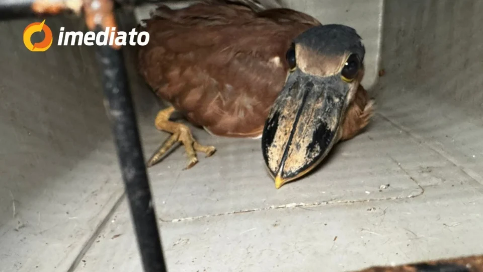 Família pede ajuda para resgatar ave em extinção que entrou em residência no bairro Betânia