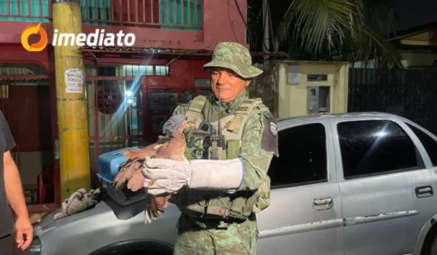Batalhão de Polícia Ambiental resgata ave em extinção que invadiu residência no bairro Betânia