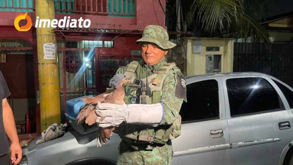 Batalhão de Polícia Ambiental resgata ave em extinção que invadiu residência no bairro Betânia