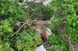 Vento forte derruba árvore em cima de casa e quase causa tragédia no bairro Petrópolis
