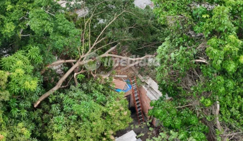 Vento forte derruba árvore em cima de casa e quase causa tragédia no bairro Petrópolis