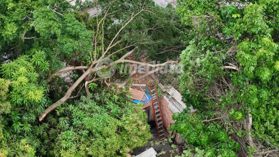 Vento forte derruba árvore em cima de casa e quase causa tragédia no bairro Petrópolis