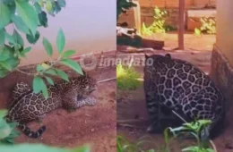 Veja vídeo: Onça-pintada pula muro, invade casa e aterroriza moradores em Porto Velho