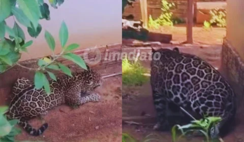 Veja vídeo: Onça-pintada pula muro, invade casa e aterroriza moradores em Porto Velho