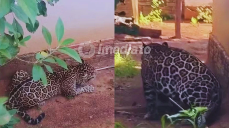 Veja vídeo: Onça-pintada pula muro, invade casa e aterroriza moradores em Porto Velho