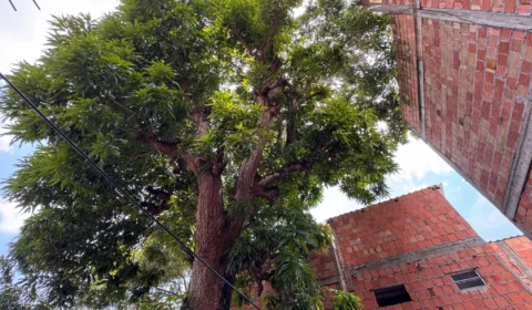 Veja o vídeo: Mulher busca ajuda para retirar árvore que ameaça residências no Coroado