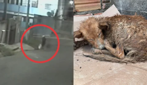 Veja o vídeo: Cachorra é abandonada dentro de sacola no bairro Novo Aleixo em Manaus