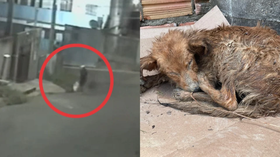 Veja o vídeo: Cachorra é abandonada dentro de sacola no bairro Novo Aleixo em Manaus