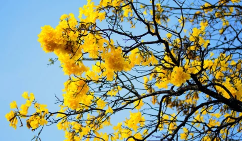 Equinócio de Primavera: Entenda o fenômeno astronômico que marca o início da primavera no Brasil