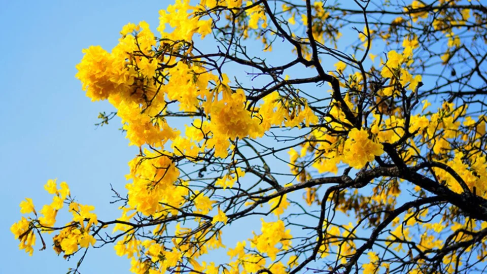 Equinócio de Primavera: Entenda o fenômeno astronômico que marca o início da primavera no Brasil