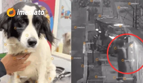 VEJA VÍDEO: Cachorro apaga dinamite jogada no quintal de residência e salva família no Peru