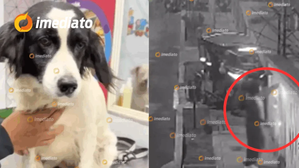 VEJA VÍDEO: Cachorro apaga dinamite jogada no quintal de residência e salva família no Peru