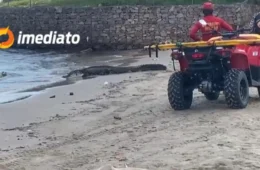 VEJA VÍDEO: Jacaré gigante é avistado por banhistas na Praia da Ponta Negra, em Manaus