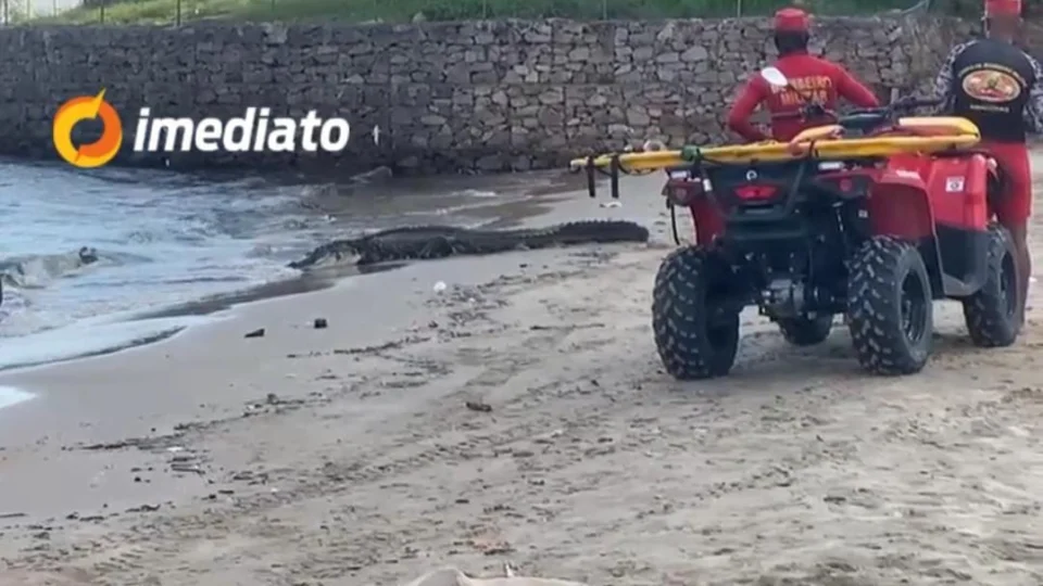 VEJA VÍDEO: Jacaré gigante é avistado por banhistas na Praia da Ponta Negra, em Manaus