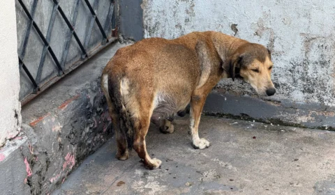 Moradora pede ajuda urgente para cirurgia de cachorrinha grávida no Tancredo Neves