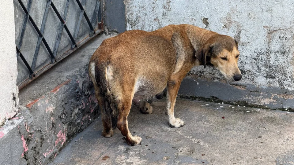 Moradora pede ajuda urgente para cirurgia de cachorrinha grávida no Tancredo Neves