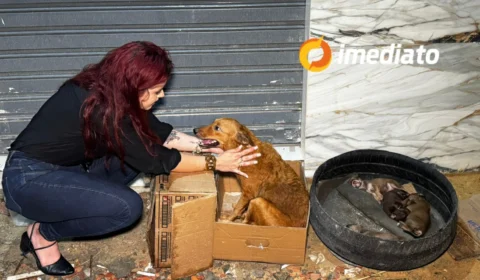 Cadela abandonada com filhotes em Manaus é resgatada e ganha novo lar