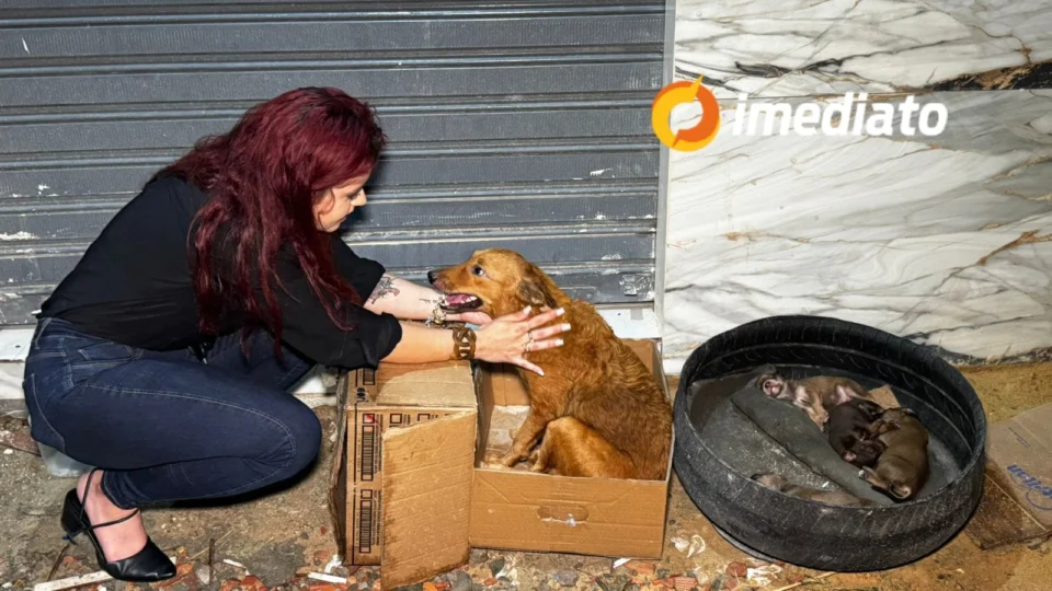 Cadela abandonada com filhotes em Manaus é resgatada e ganha novo lar