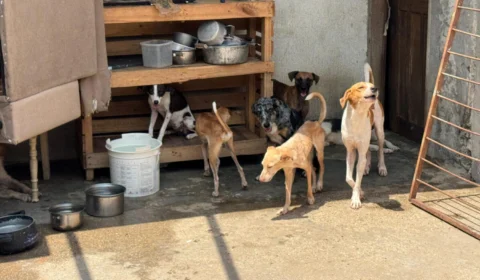 Idosa morre e deixa 15 cachorros abandonados em casa no Tarumã; Vizinhos pedem ajuda para resgate e adoção