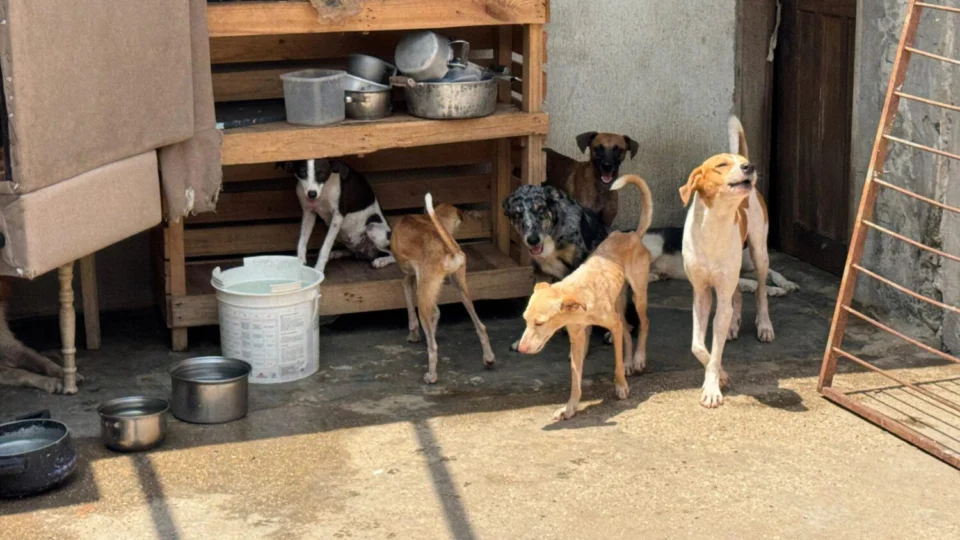 Idosa morre e deixa 15 cachorros abandonados em casa no Tarumã; Vizinhos pedem ajuda para resgate e adoção