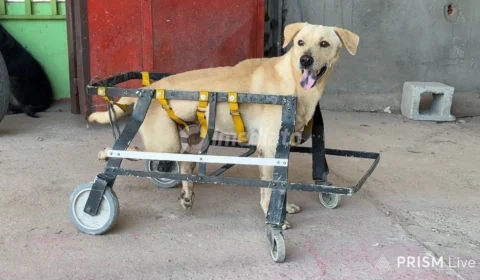 Cachorro atropelado recebe cuidados e busca novo lar na Av. Torquato Tapajós