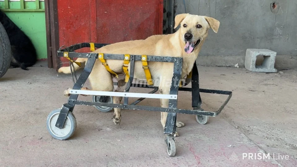 Cachorro atropelado recebe cuidados e busca novo lar na Av. Torquato Tapajós