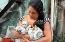 Moradores denunciam envenenamento de mais de 50 gatos em Beco no bairro Petrópolis