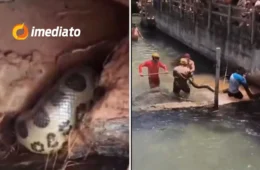VÍDEO: Sucuri de cinco metros assusta banhistas e é resgatada em balneário de Rio Quente